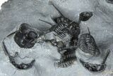 Impressive Cyphaspis Trilobite Cluster - Mrakib, Morocco #365711-7